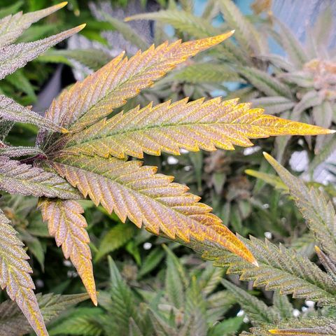 Blue Haze #1 growlog timeline photo