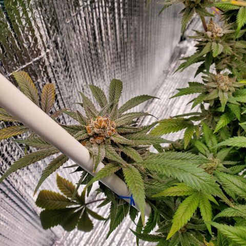 Blue Haze #1 growlog timeline photo