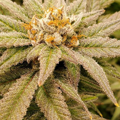 Blue Haze #1 growlog timeline photo