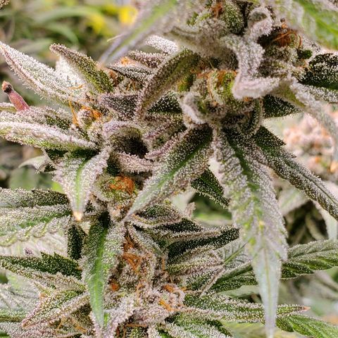 Blue Haze #1 growlog timeline photo