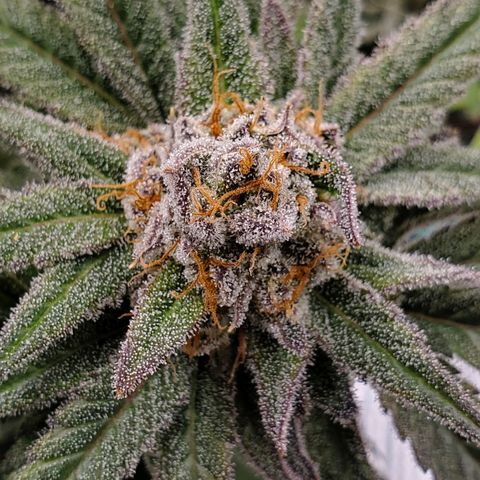 Blue Haze #1 growlog timeline photo