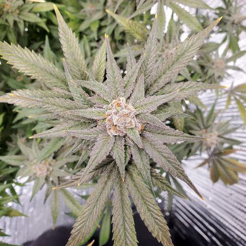 Blue Haze #1 growlog timeline photo