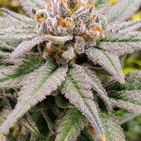 Blue Haze #1 growlog timeline photo