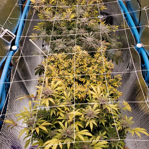 Blue Haze #1 growlog timeline photo
