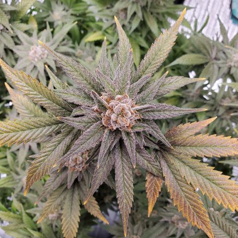 Blue Haze #1 growlog timeline photo