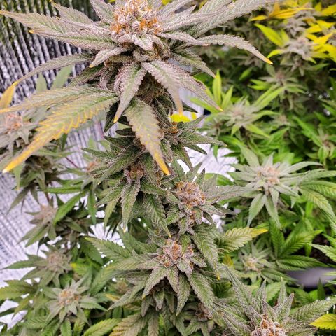 Blue Haze #1 growlog timeline photo