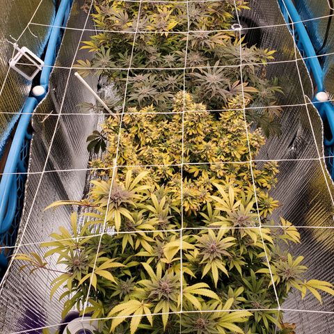 Blue Haze #1 growlog timeline photo
