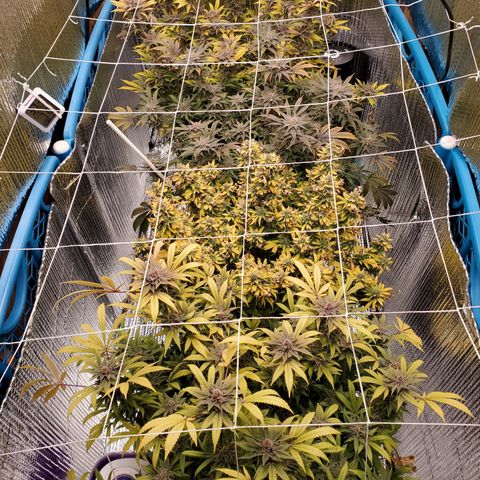 Blue Haze #1 growlog timeline photo