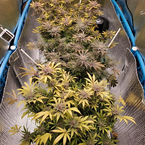 Blue Haze #1 growlog timeline photo