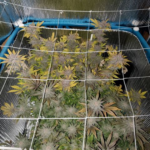 Blue Haze #1 growlog timeline photo