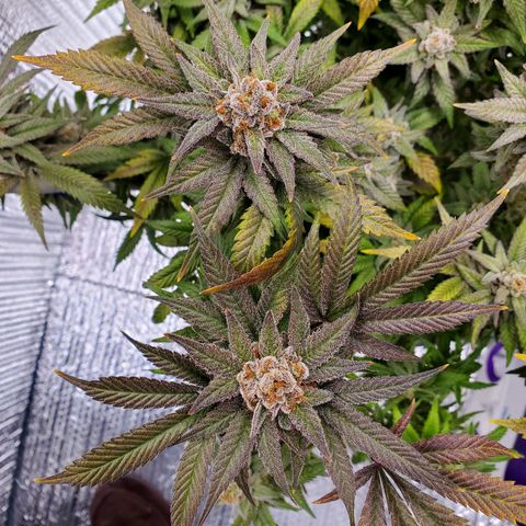 Blue Haze #1 growlog timeline photo
