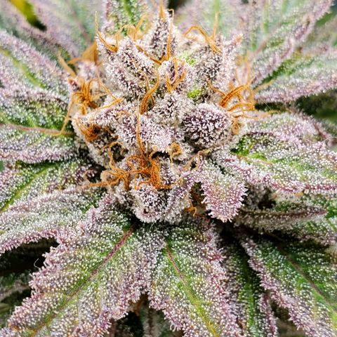 Blue Haze #1 growlog timeline photo