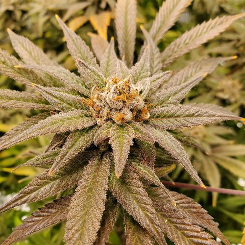 Blue Haze #1 growlog timeline photo