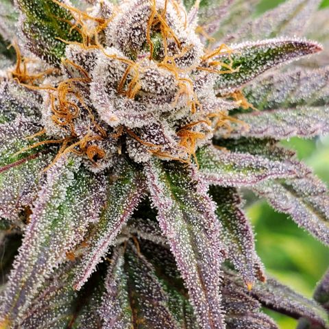 Blue Haze #1 growlog timeline photo