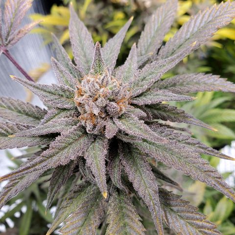 Blue Haze #1 growlog timeline photo