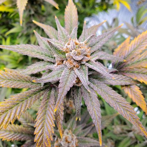 Blue Haze #1 growlog timeline photo