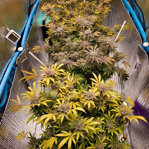 Blue Haze #1 growlog timeline photo
