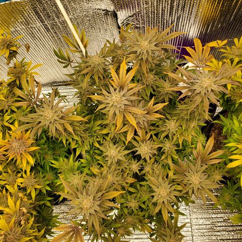 Blue Haze #1 growlog timeline photo
