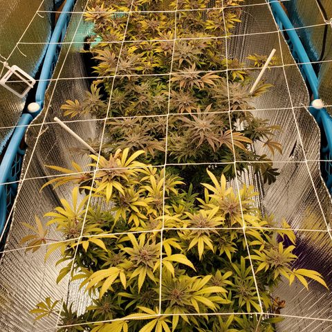 Blue Haze #1 growlog timeline photo