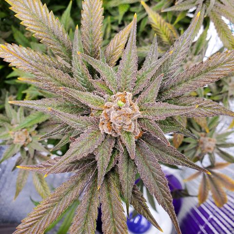 Blue Haze #1 growlog timeline photo