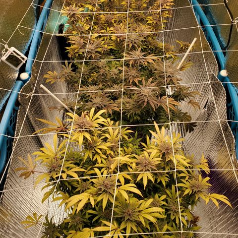 Blue Haze #1 growlog timeline photo