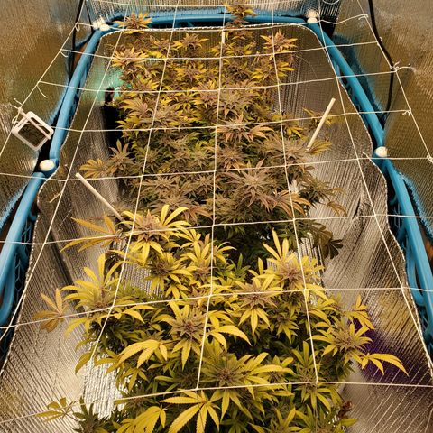 Blue Haze #1 growlog timeline photo