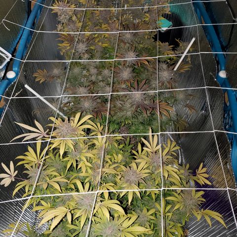 Blue Haze #1 growlog timeline photo