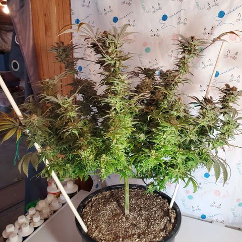 Blue Haze #1 growlog timeline photo
