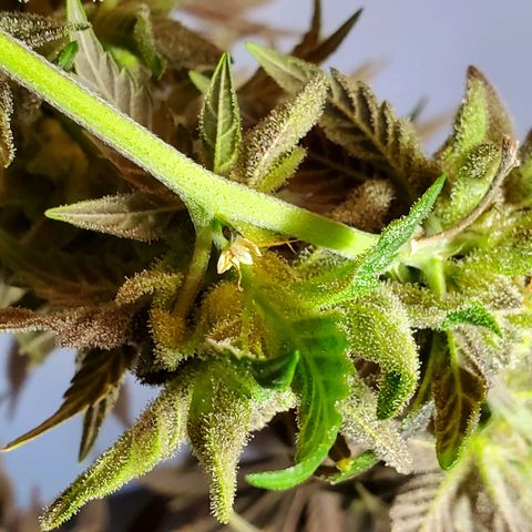Blue Haze #1 growlog timeline photo