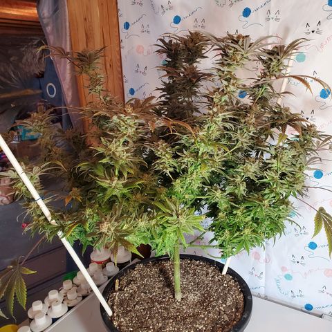 Blue Haze #1 growlog timeline photo