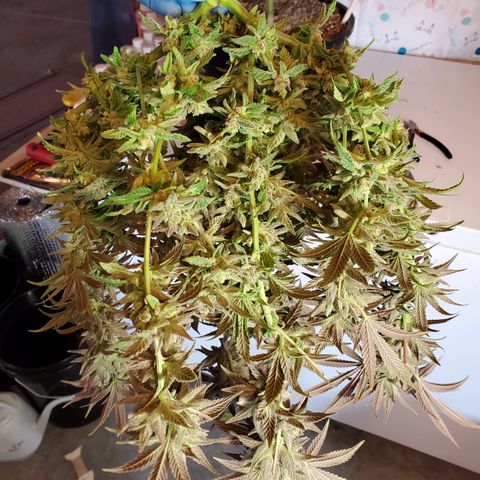 Blue Haze #1 growlog timeline photo