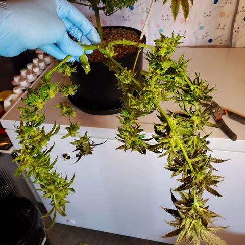 Blue Haze #1 growlog timeline photo