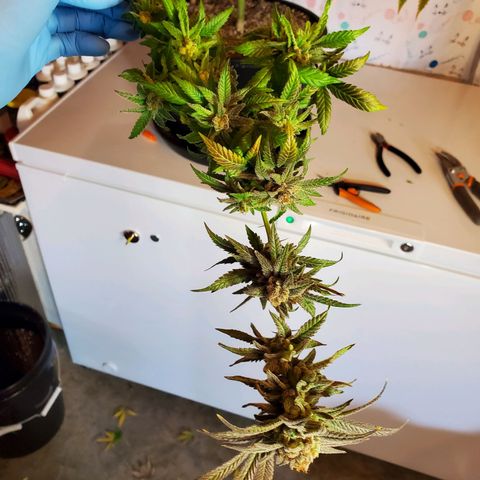 Blue Haze #1 growlog timeline photo