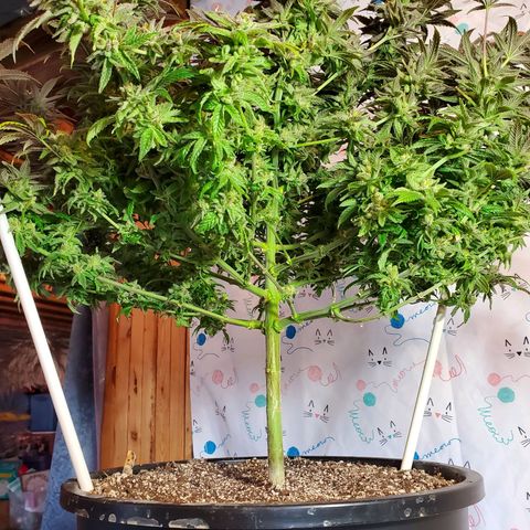 Blue Haze #1 growlog timeline photo