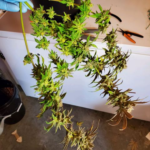 Blue Haze #1 growlog timeline photo