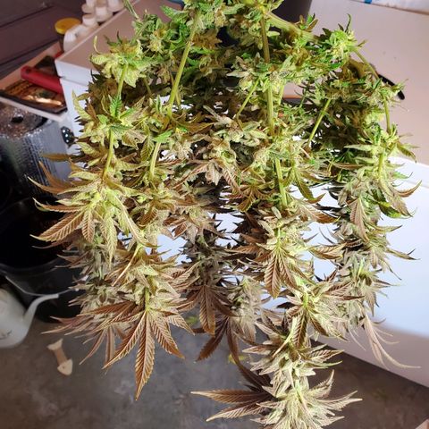 Blue Haze #1 growlog timeline photo