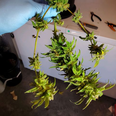 Blue Haze #1 growlog timeline photo