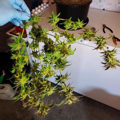 Blue Haze #1 growlog timeline photo