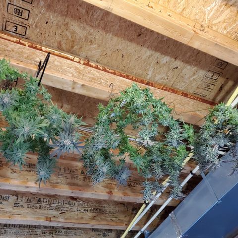 Blue Haze #1 growlog timeline photo