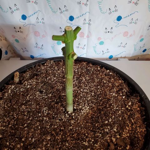 Blue Haze #1 growlog timeline photo