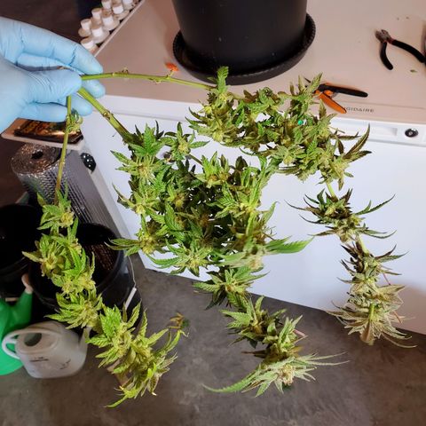 Blue Haze #1 growlog timeline photo