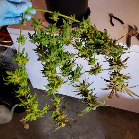 Blue Haze #1 growlog timeline photo