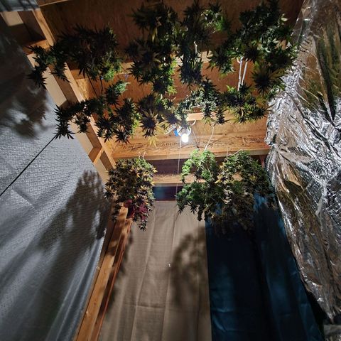 Blue Haze #1 growlog timeline photo