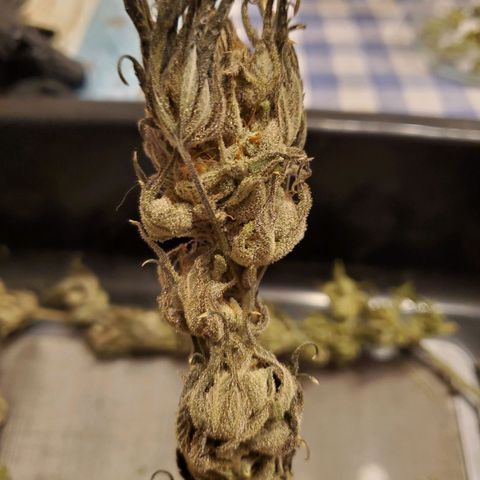 Blue Haze #1 growlog timeline photo