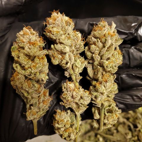 Blue Haze #1 growlog timeline photo