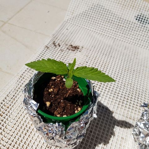 AK47 growlog timeline photo