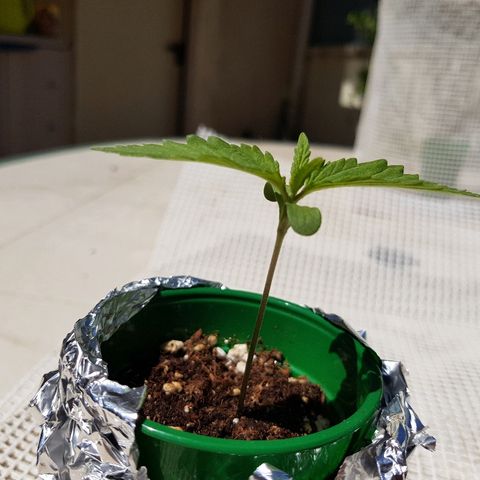 AK47 growlog timeline photo