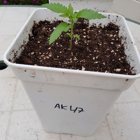 AK47 growlog timeline photo
