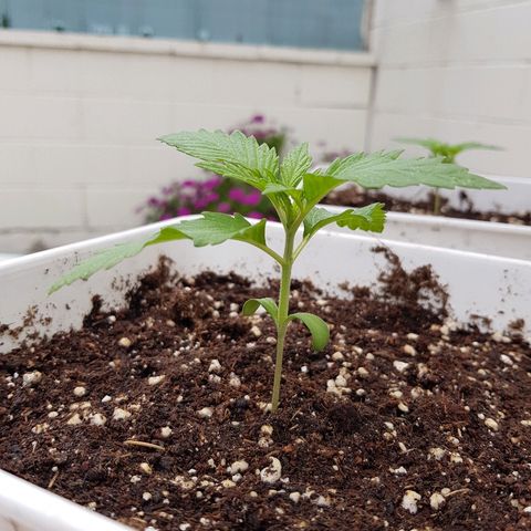 AK47 growlog timeline photo