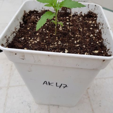 AK47 growlog timeline photo